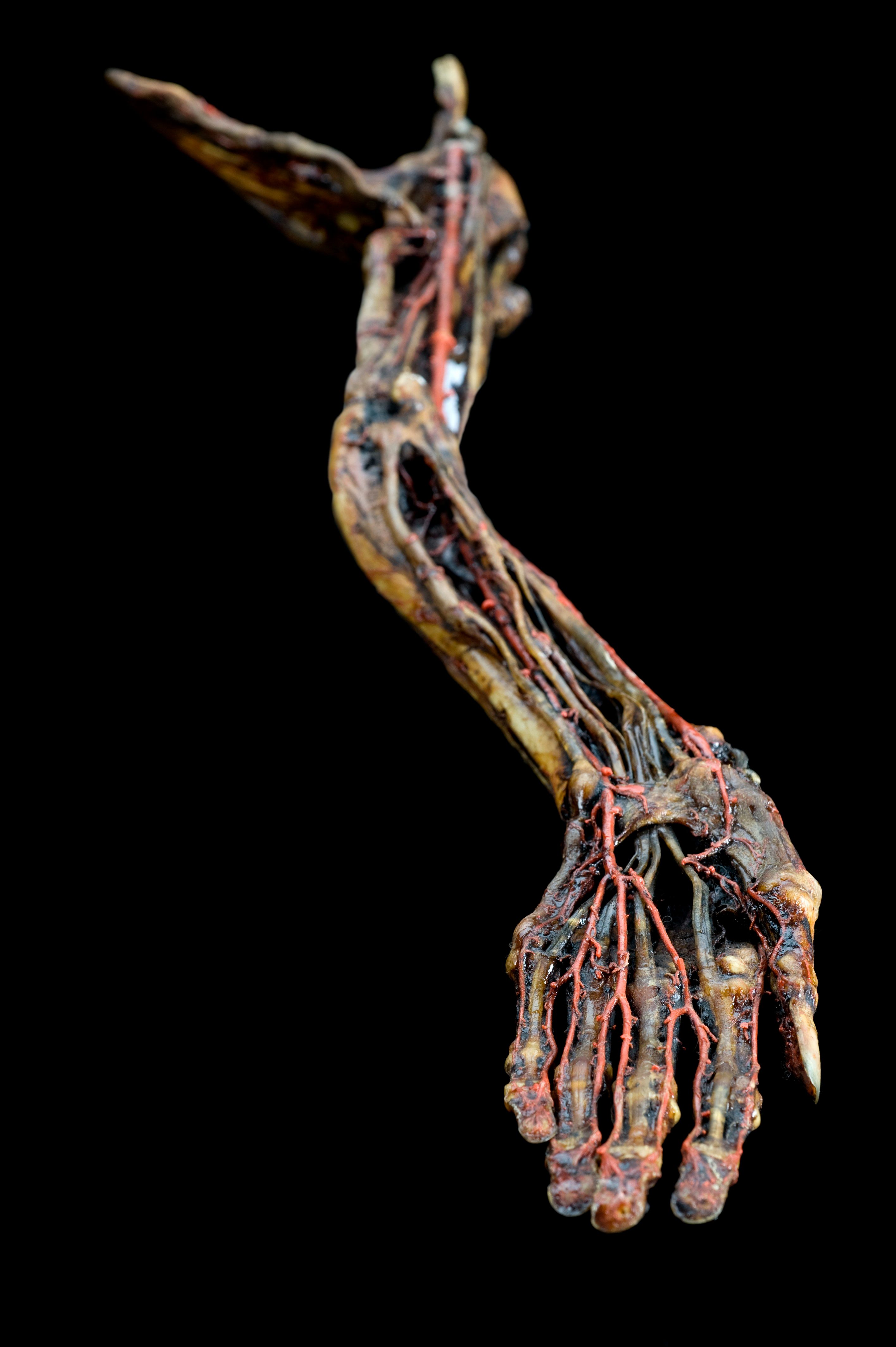 An example of wax injected into a human left arm. The colored wax shows the arteries, veins, and muscles while preserving their structure.