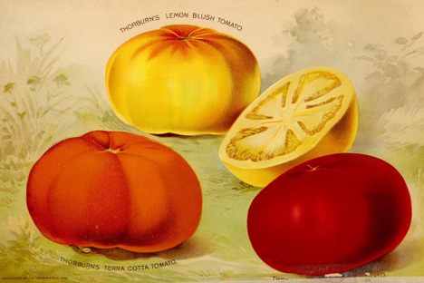 An illustration of tomatoes from an 1893 catalogue of seeds. 