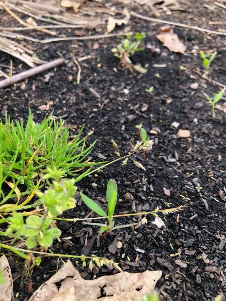 Baby erect knotweed using the weeds around it for protective cover.