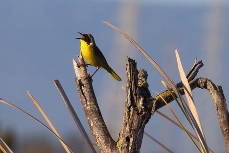 A common yellowthroat sings in Don Edwards National Wildlife Refuge. 