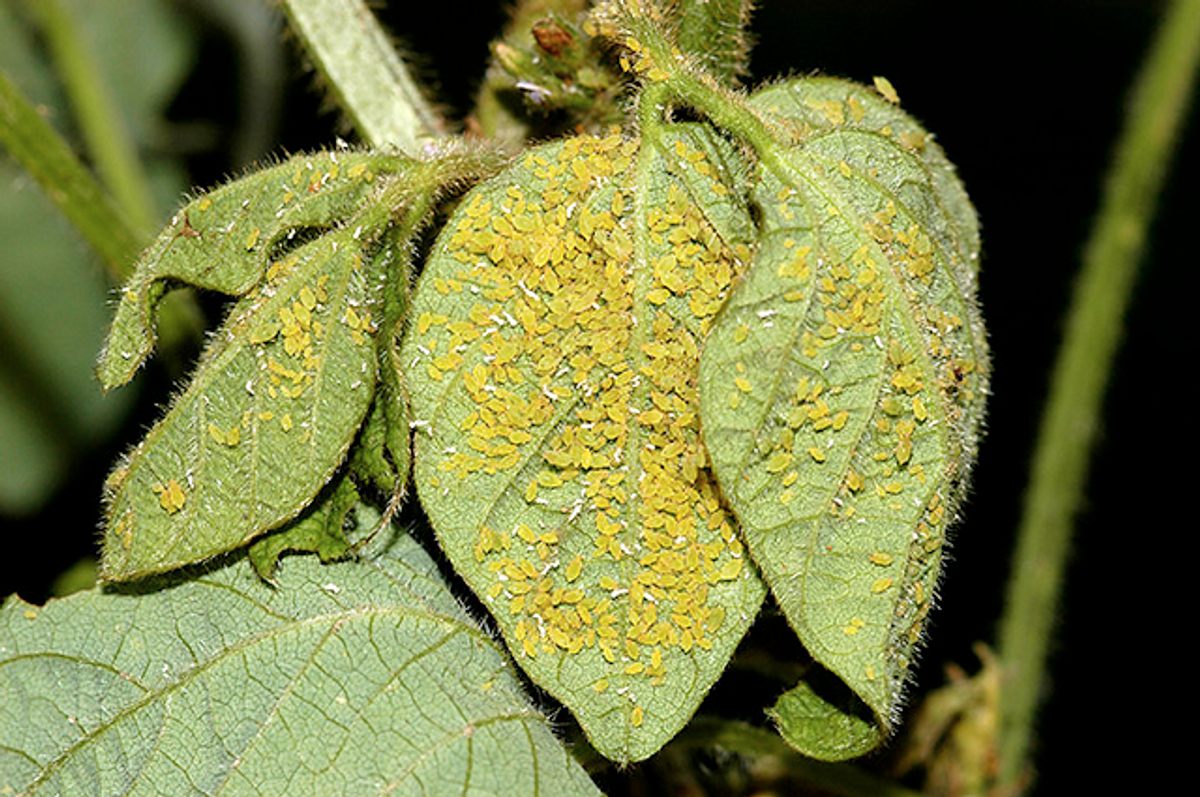 Thousands of soybean aphids can congregate on a single plant.