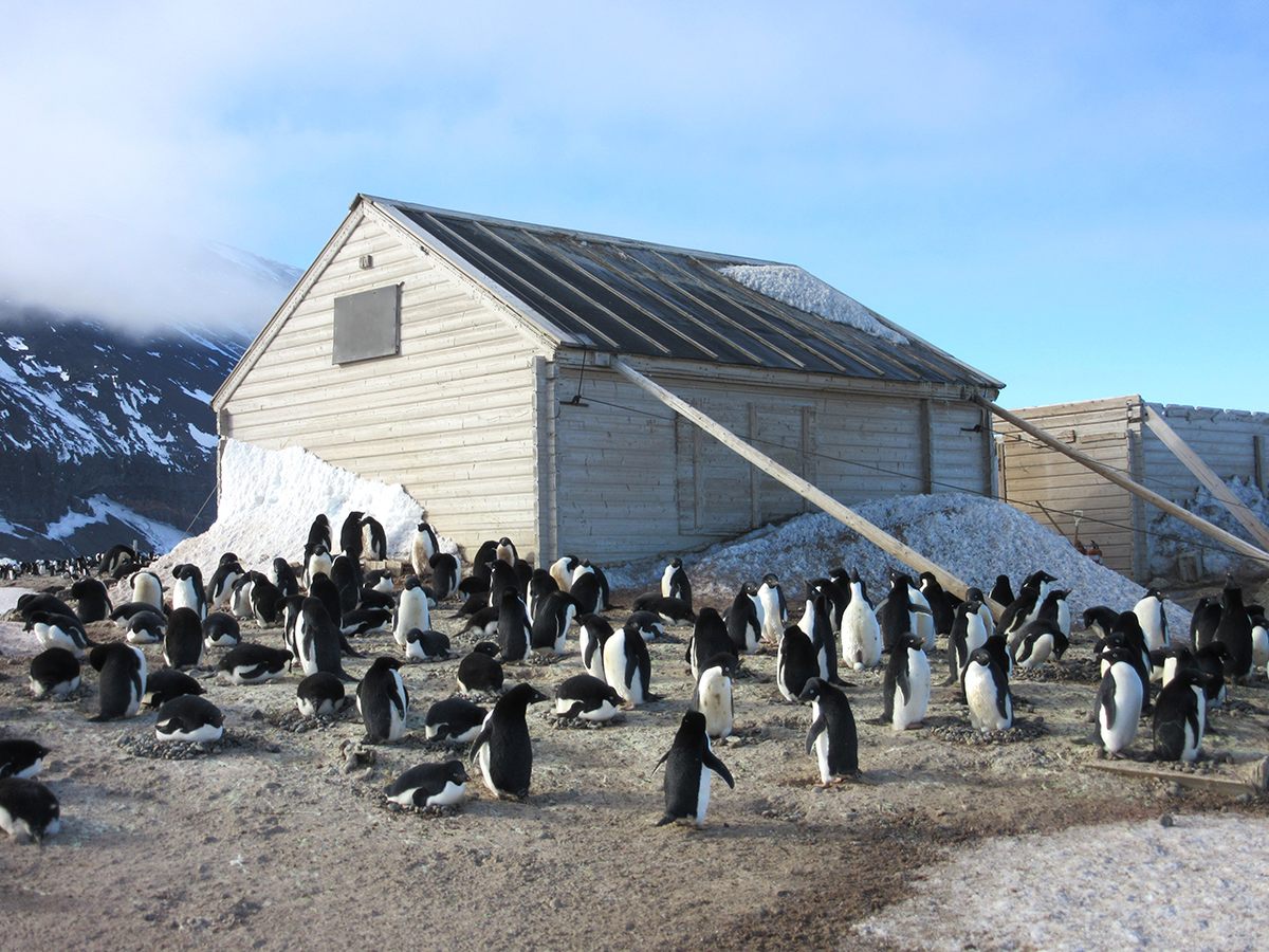 Penguins surround Anglo-Norwegian explorer Carsten Borchgrevink’s 1899 Living Hut at Cape Adare.