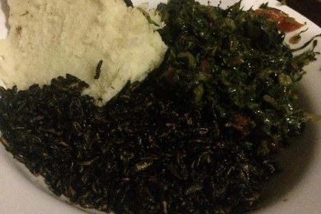 insects food