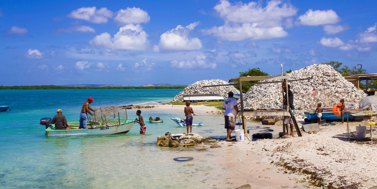 Around the Caribbean Sea and the Gulf of Mexico, queen conchs have been subject to “serial depletion,” leaving many conch populations—and conch fisheries—endangered.