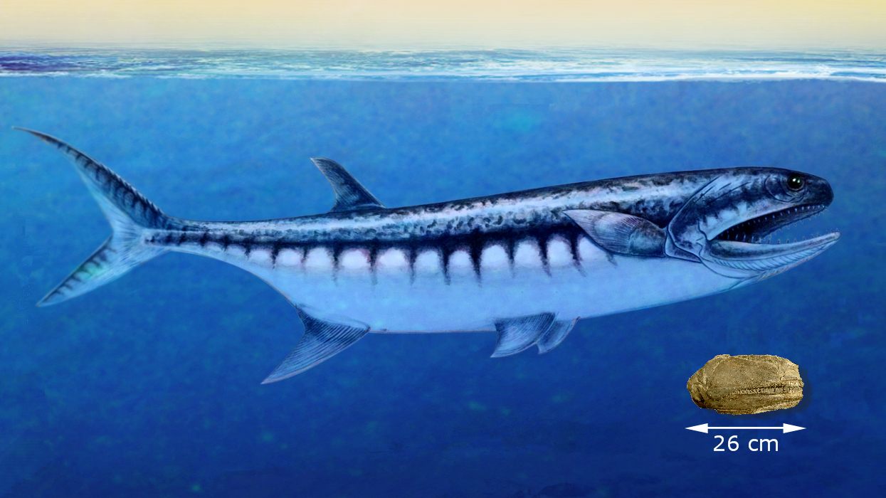 An artist's depiction of <em>B. americana</em>, with its fossilized skull.
