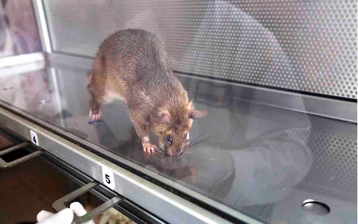 The HeroRATS are also trained to detect tuberculosis using smell.
