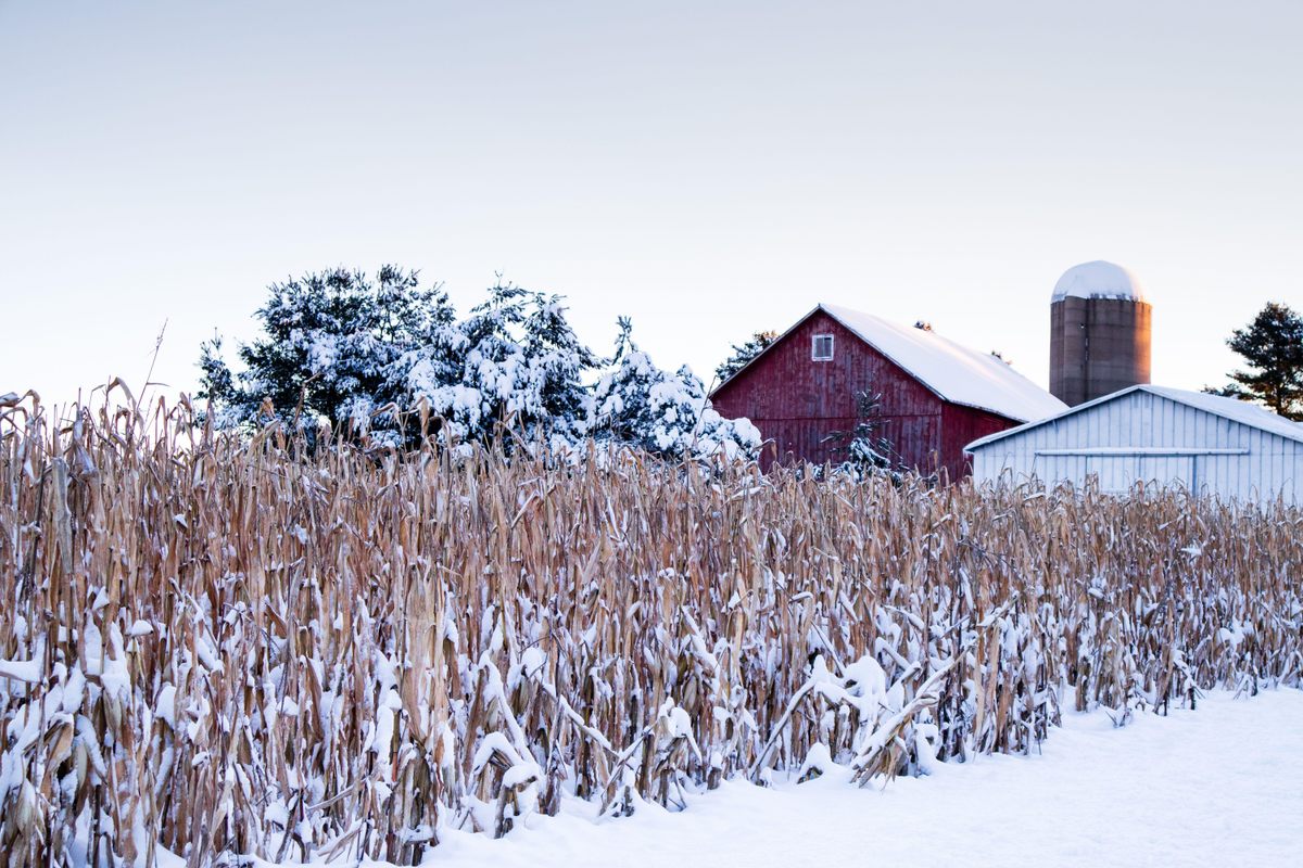 Pictured from the sky, rows of corn—like these, photographed in Wisconsin on December 2, 2019—can stamp out the view of the snow.