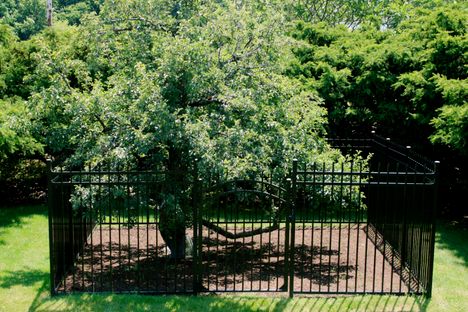Endicott Pear Tree.