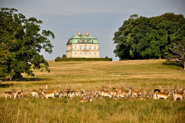 Deer outside Eremitageslottet
