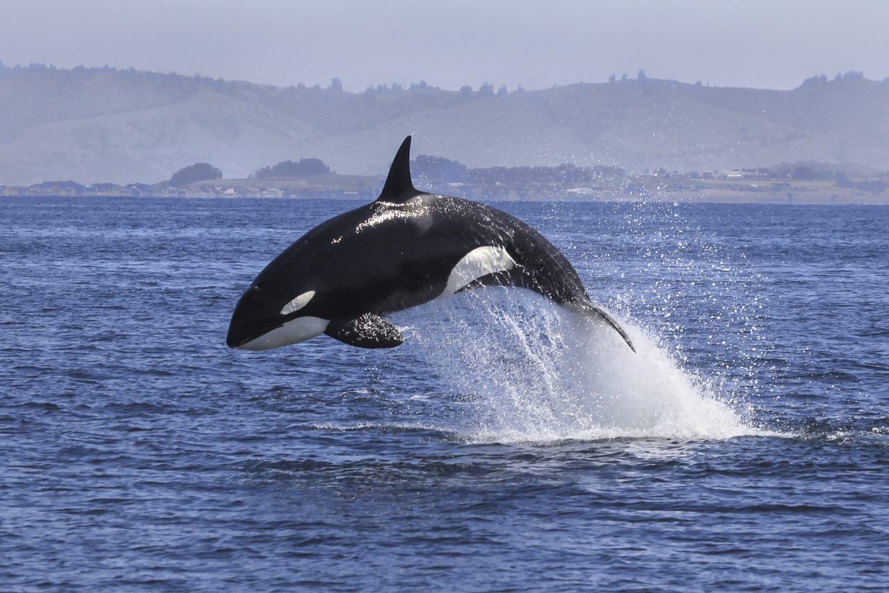 A new study suggests that when orcas and other whales swim to warm waters, they're taking a spa vacation—sloughing their skin and shedding the algae they accumulate in cold water.