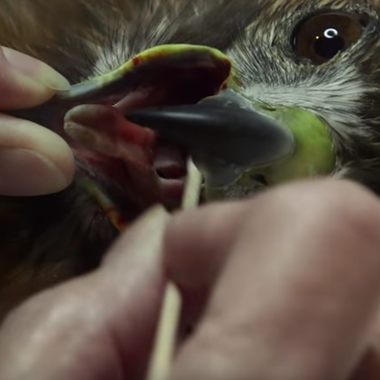 A patient at the Wild Bird Fund.