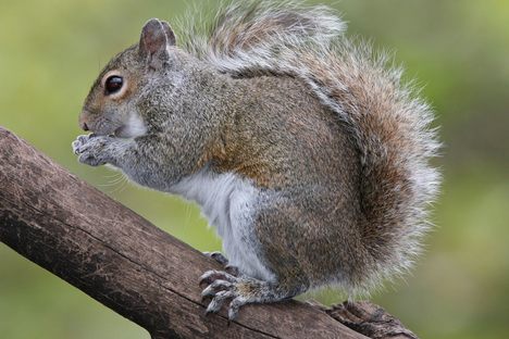 On the left, the red squirrel, which is native to the United Kingdom. On the right, the gray squirrel.