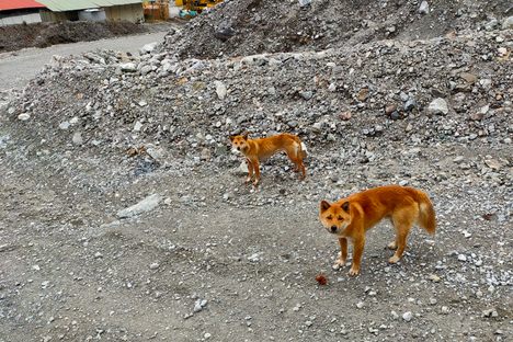 These singing dogs were recently found near a gold mine in Papua.