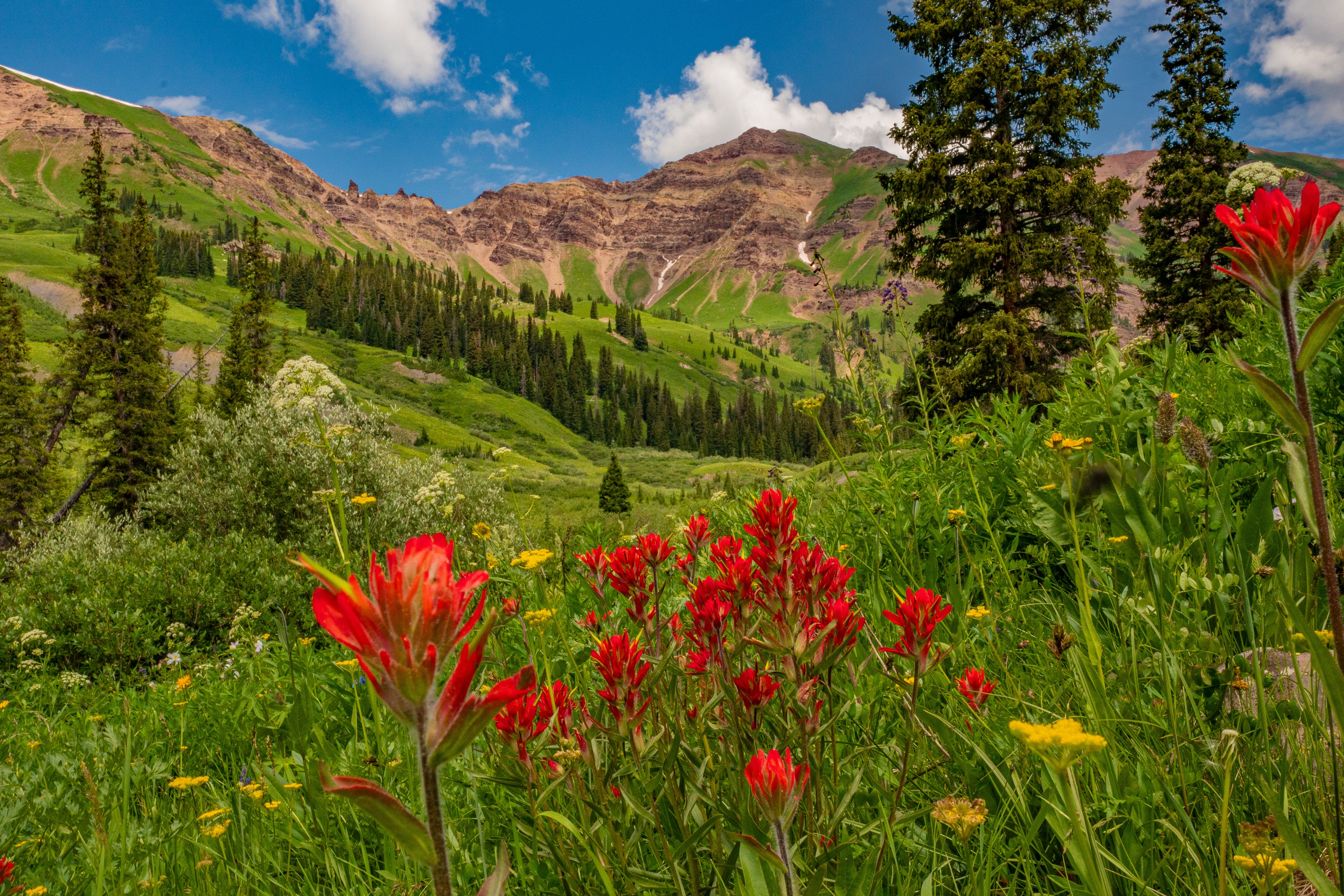 Catch a glimpse of some of the many wildflowers Crested Butte is known for.