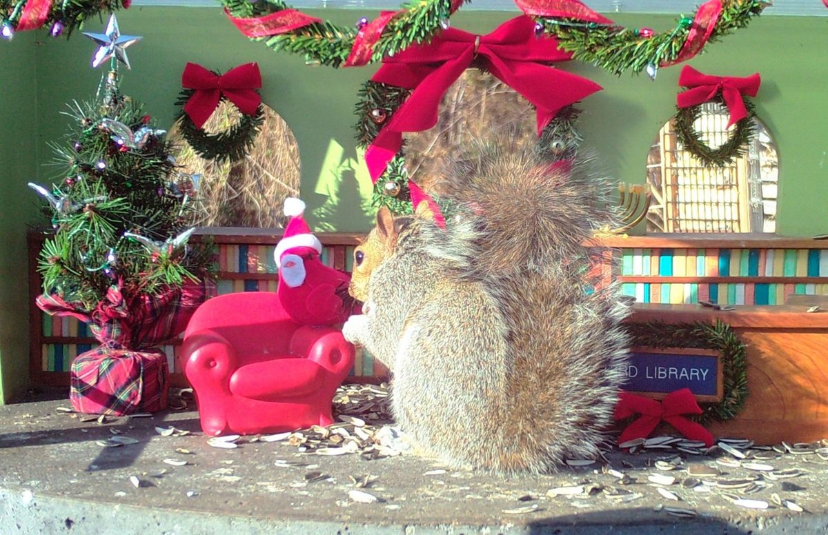 Birds aren't the only creatures who stop by the Bird Library. Happy holidays to this Virginia squirrel.