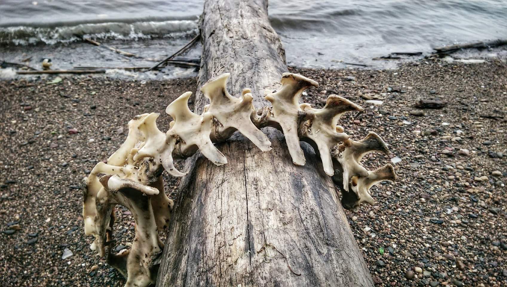 "I hike the edge of the Hudson River between NJ and NY early in the mornings and find all sorts of weird washed up items... but the weirdest was a large portion of a spinal column."