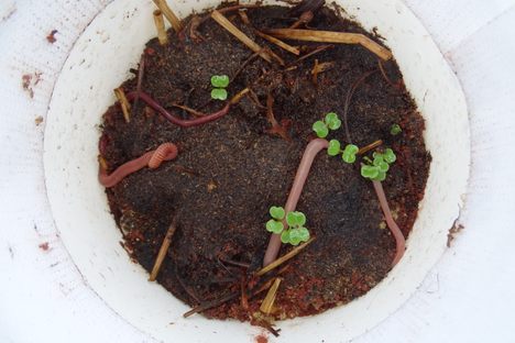 Two species of earthworm, trying their luck on Martian soil simulant.