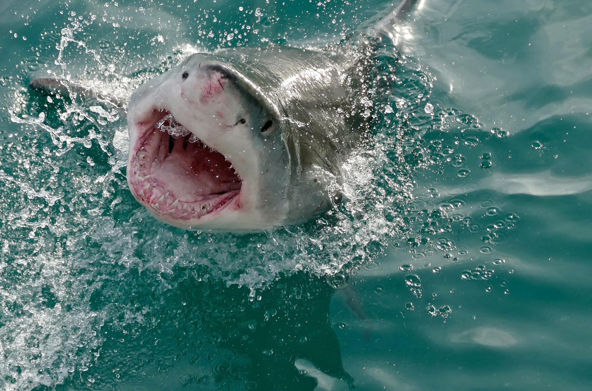 Half-Eaten Great White Shark Washes Ashore in Australia - But What