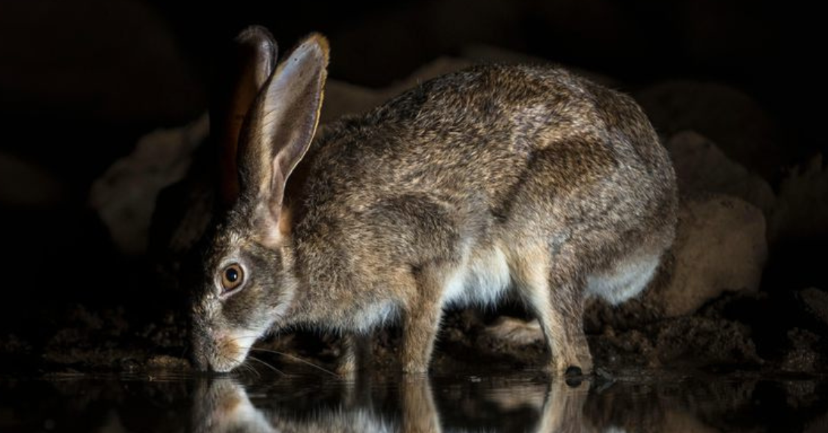 Atlas Rabbit Leporiphobia or Fear of Bunnies Has a Long History, Linking Rabbits and ...
