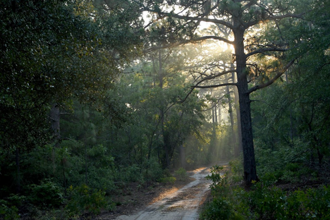 The view along one of Sandy Island Preserve’s hiking trails.