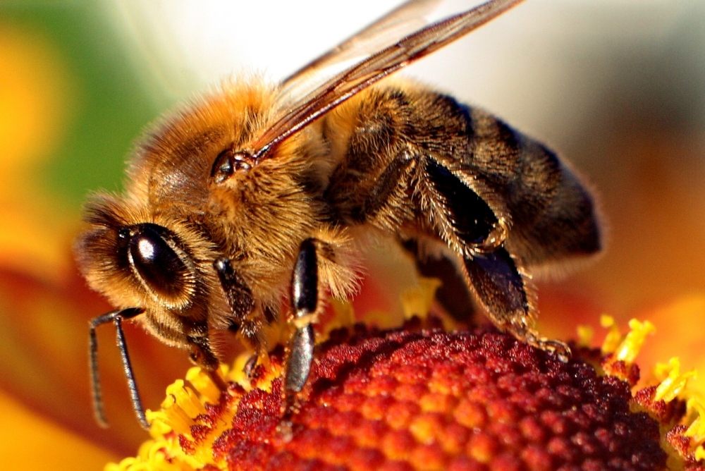 A honey bee.