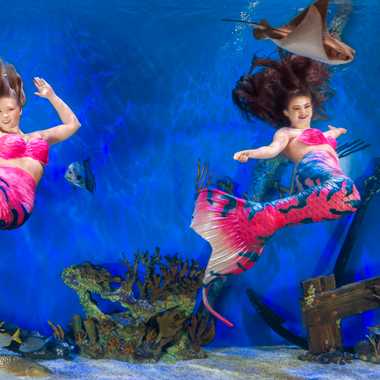 Decked out in tails made in Ducharme’s shop, the mermaids perform underwater acrobatics for visitors.