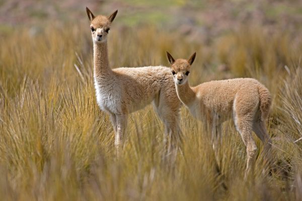Vicuña at the Pampas Galeras reserve.