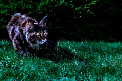 Research suggests that cats, solitary night hunters, are one of the greatest causes of bird mortality worldwide—a bigger threat than window and building collisions.
