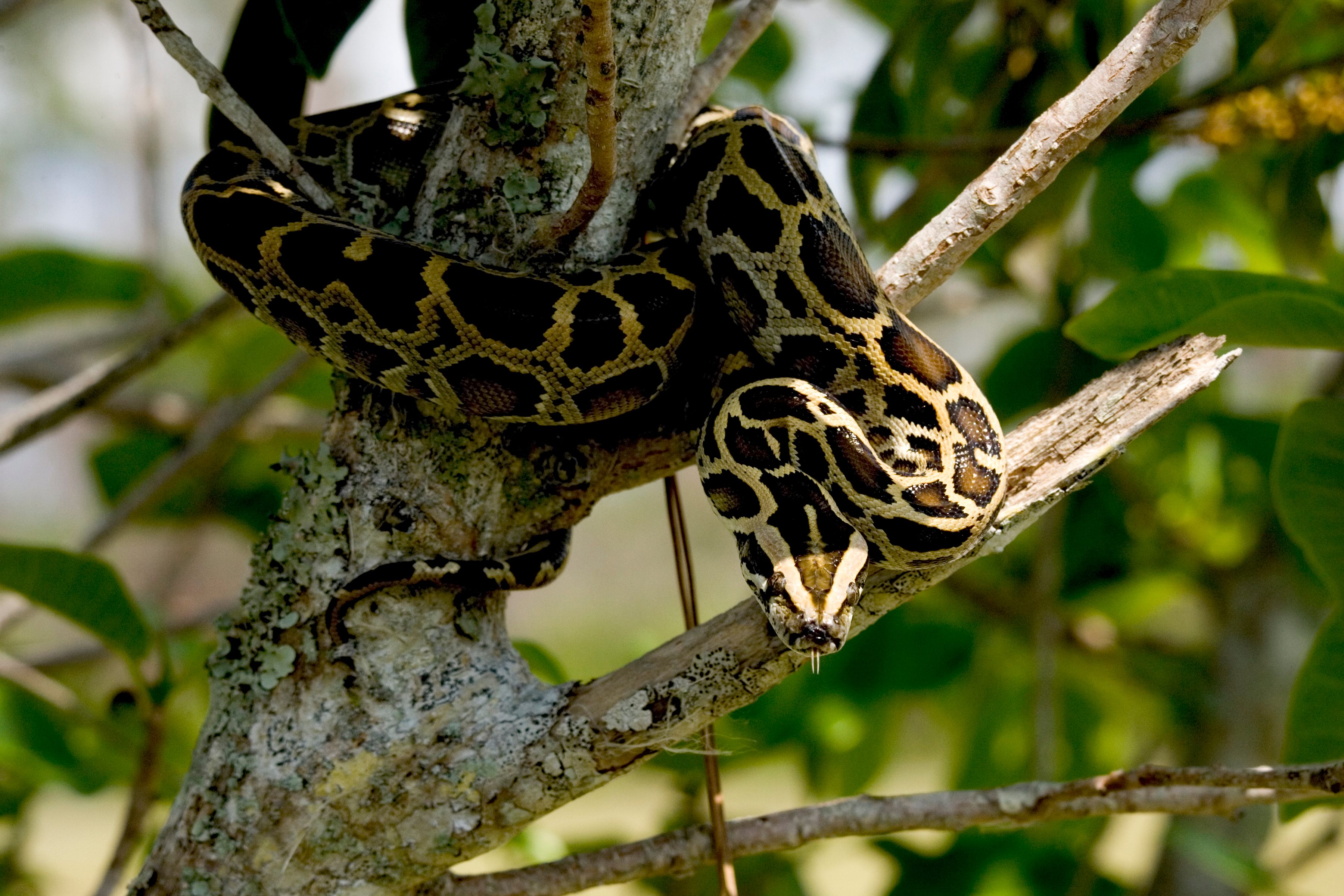 Blue racer snake guide: how to identify, are they venomous, and where  they're found - Discover Wildlife