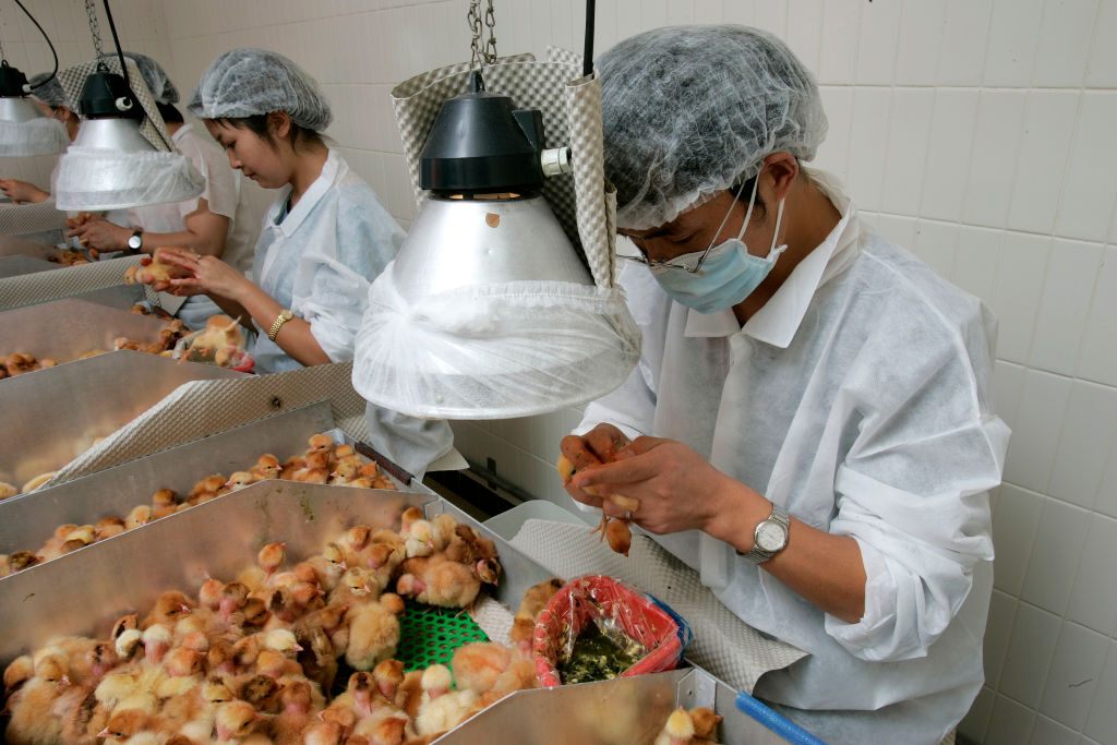 In-ovo sexing could make the sexing of newly-hatched chicks by hand (seen here) and the culling of males a thing of the past.