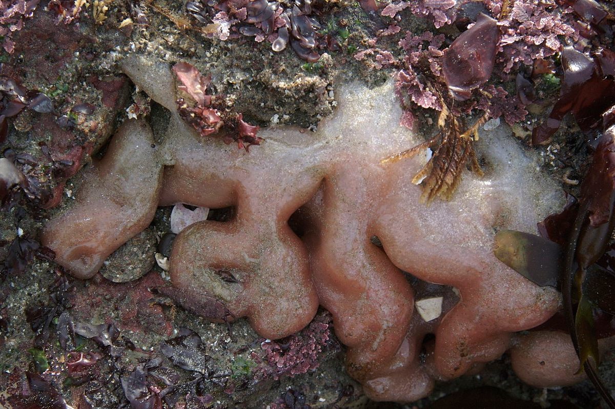 "Sea pork" refers to a few species of fleshy-looking tunicates, including <em>Amaroucium californicum</em>.