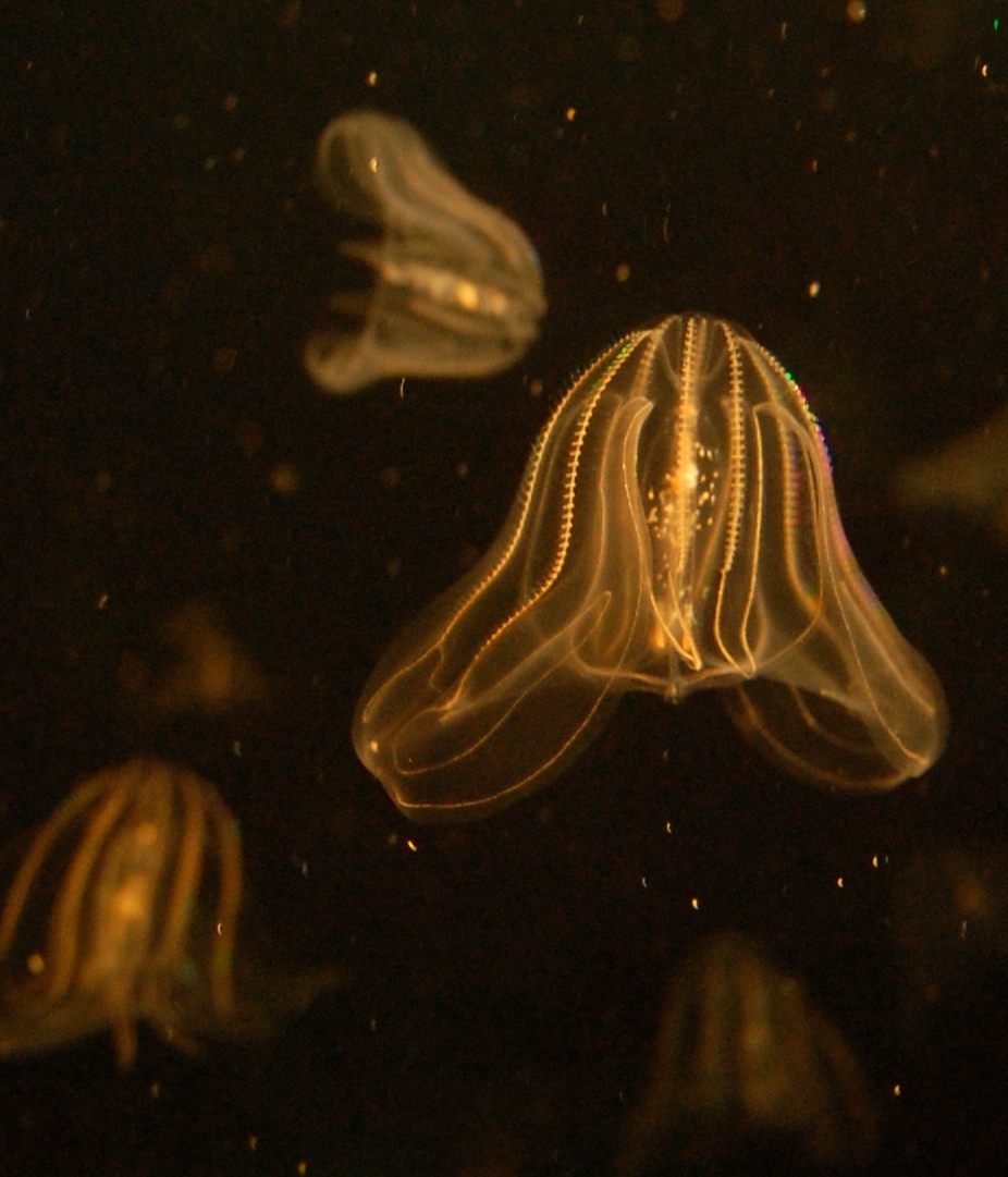 bioluminescent ocean animals