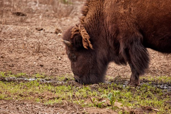 A bison grazes in Golden Gate Park, the third-most visited urban park in the United States. 