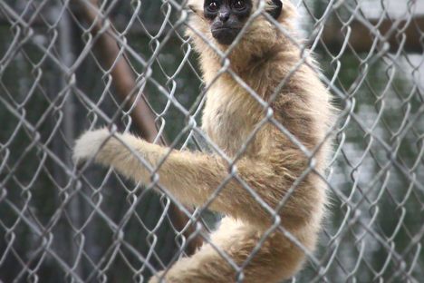 Gibbon Conservation Center, 10/4/2015