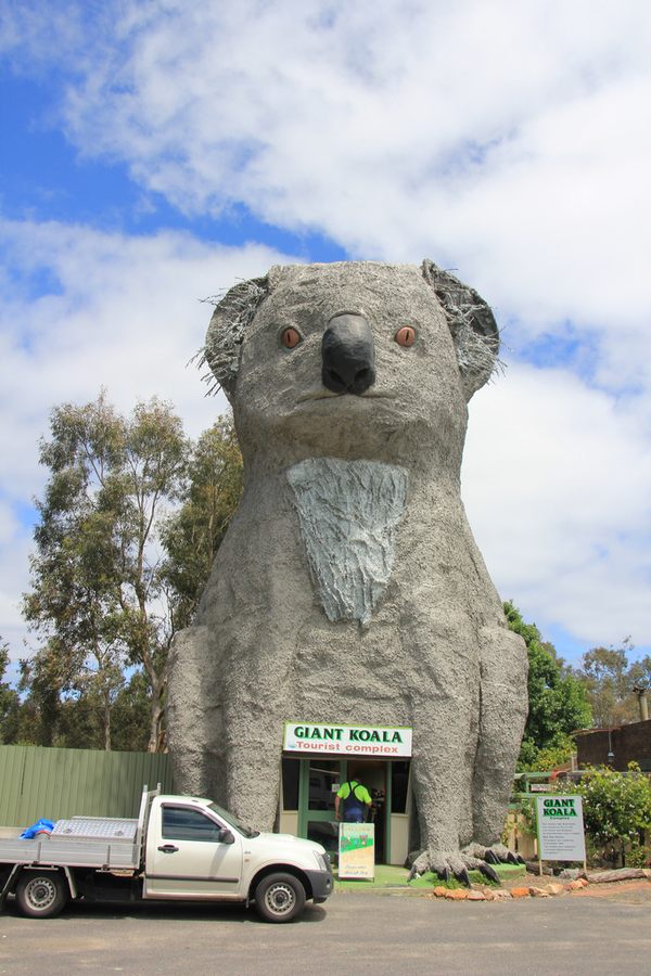 Adventures of the Little Koala - Wikipedia
