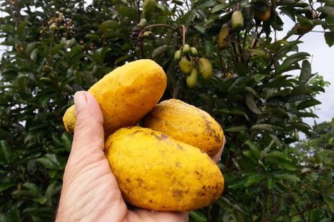 A handful of olosapo.