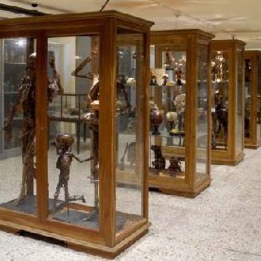 Museum of Human Anatomy. (Creative Commons)