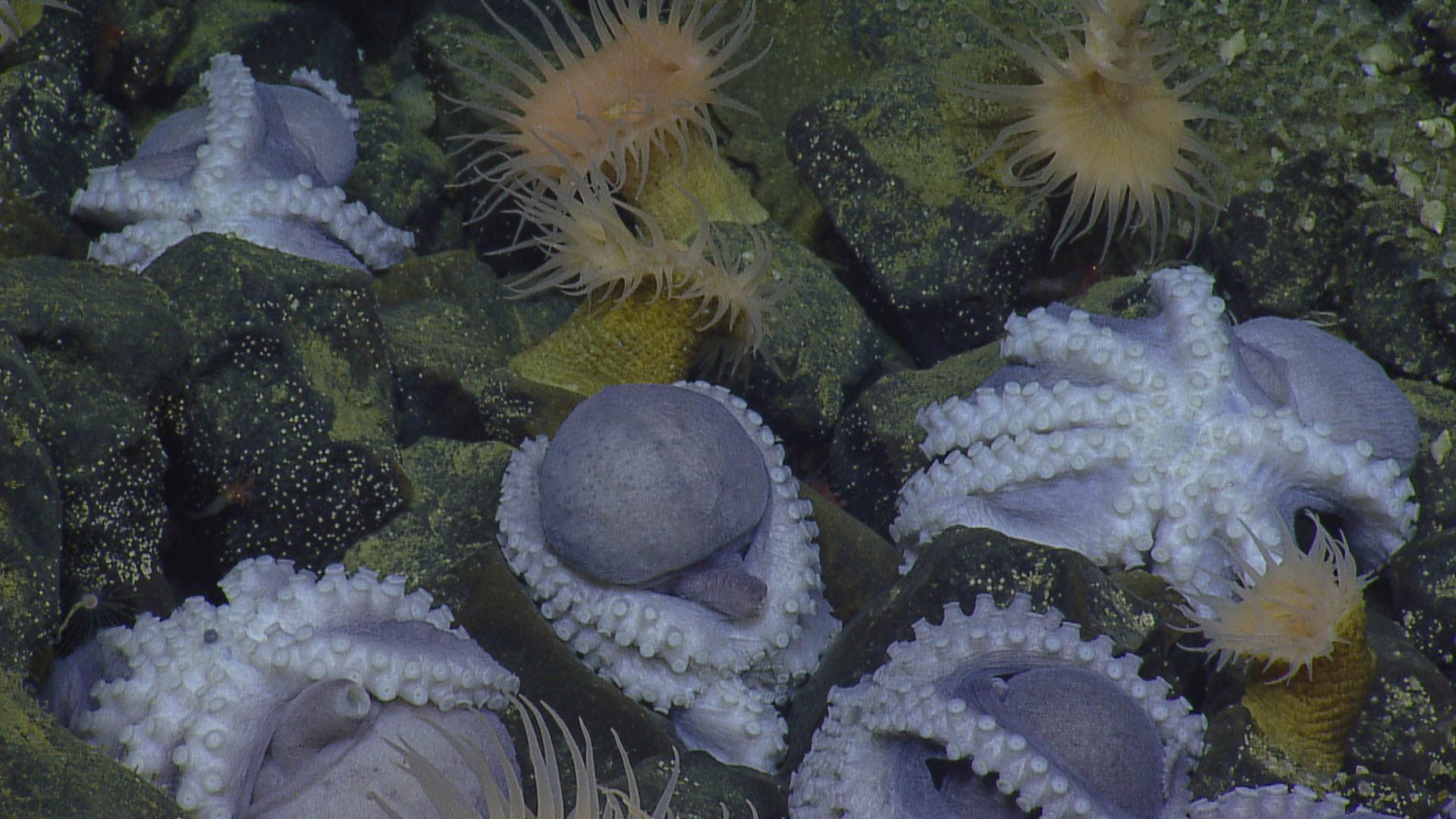 A close-up on the octopuses.