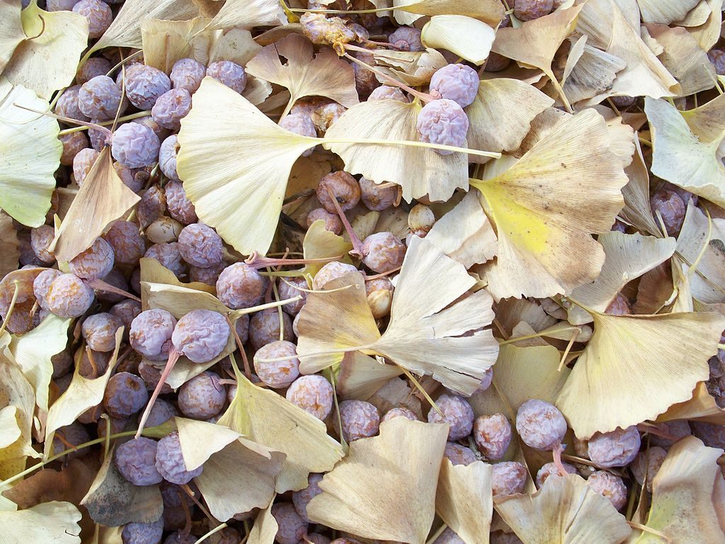 The Foraged Foodie: My first time trying foraged ginkgo nuts: from