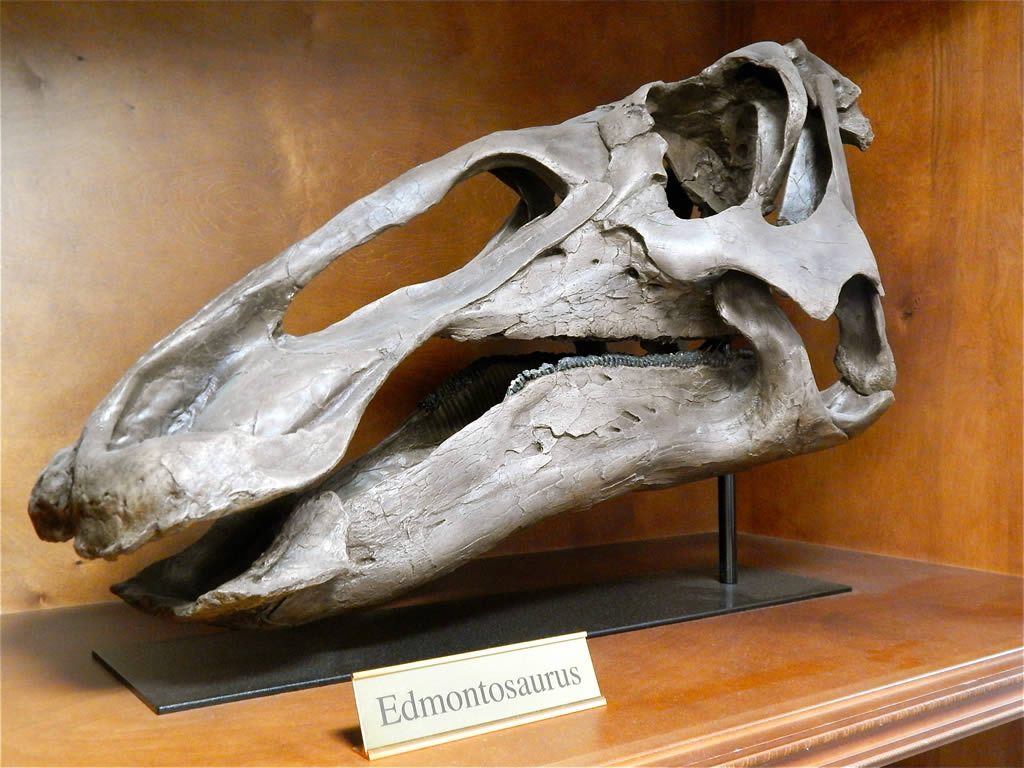 Eddie the Edmontosaurus, a  replica was made from the original collected from the Ruth Mason Dinosaur Quarry north of Faith, South Dakota