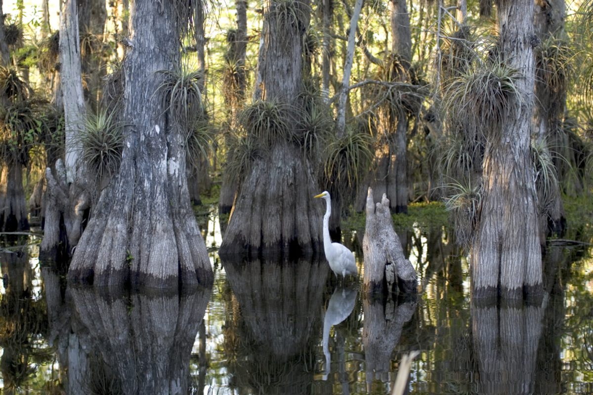 The Everglades takes up a sizable chunk of south Florida.