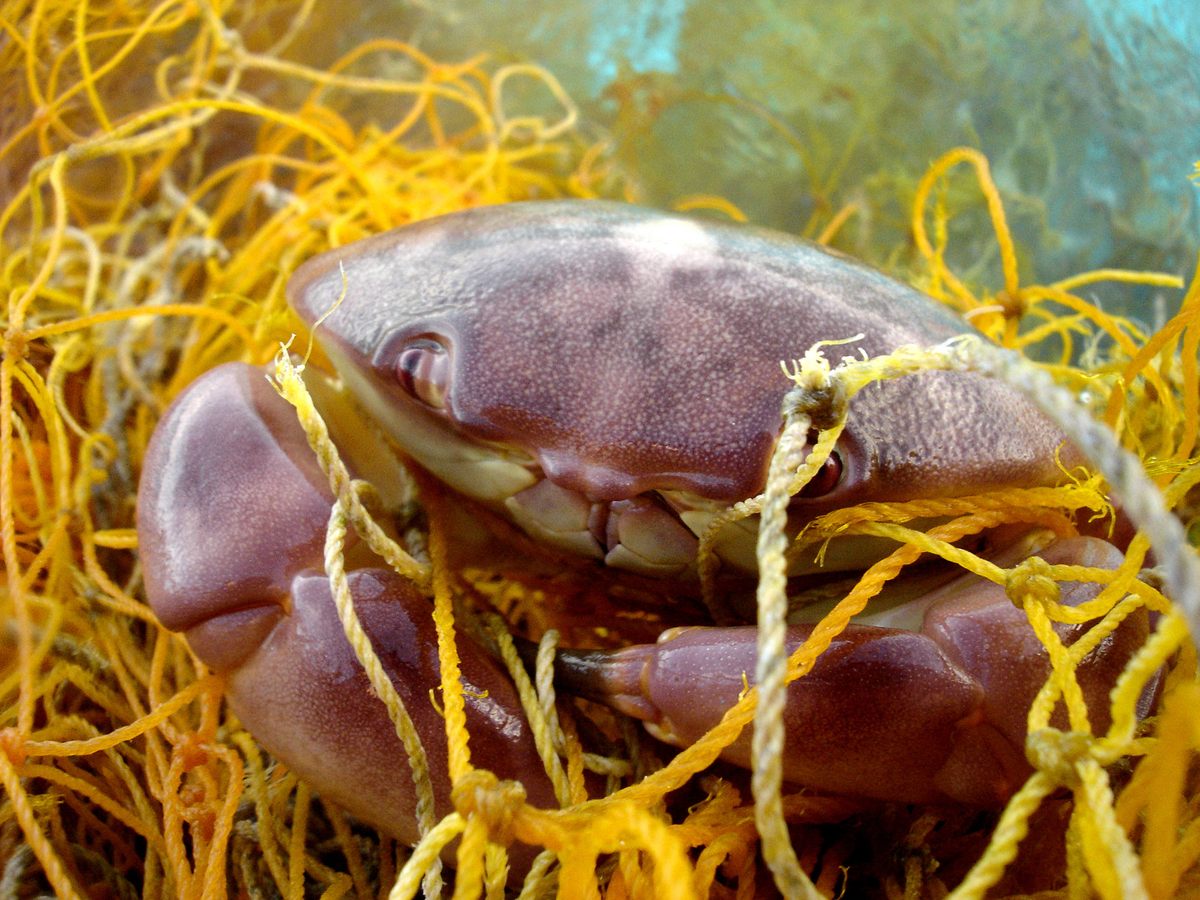 A crab caught in a ghost net.