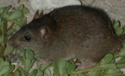 The First Mammal to Ever Go Extinct from Climate Change