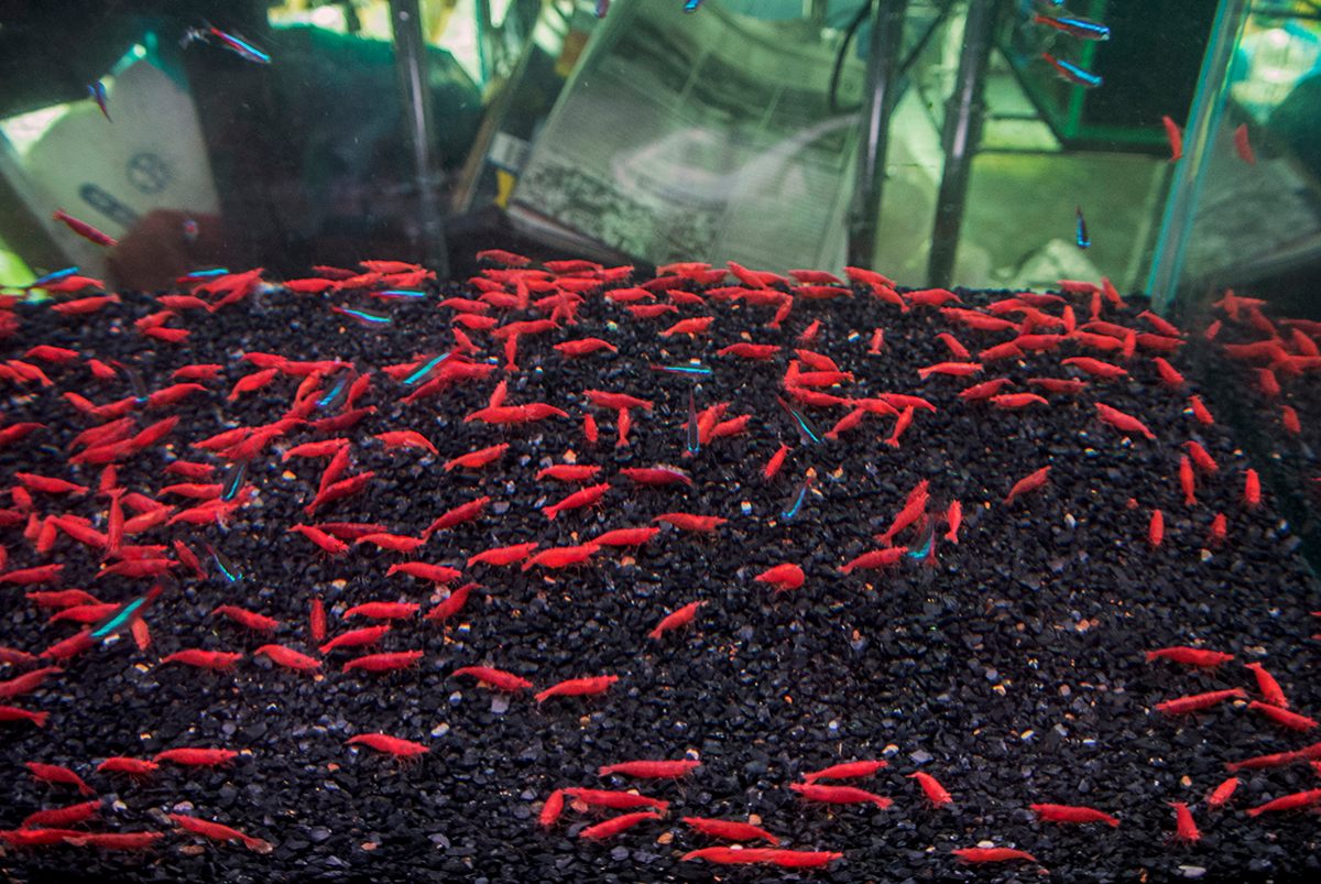  Brightly-colored freshwater shrimp are sold by the hundreds in some of the market’s stalls.