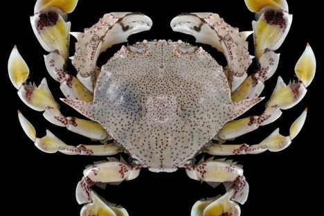 Matuta victor, an invasive Red Sea crab.