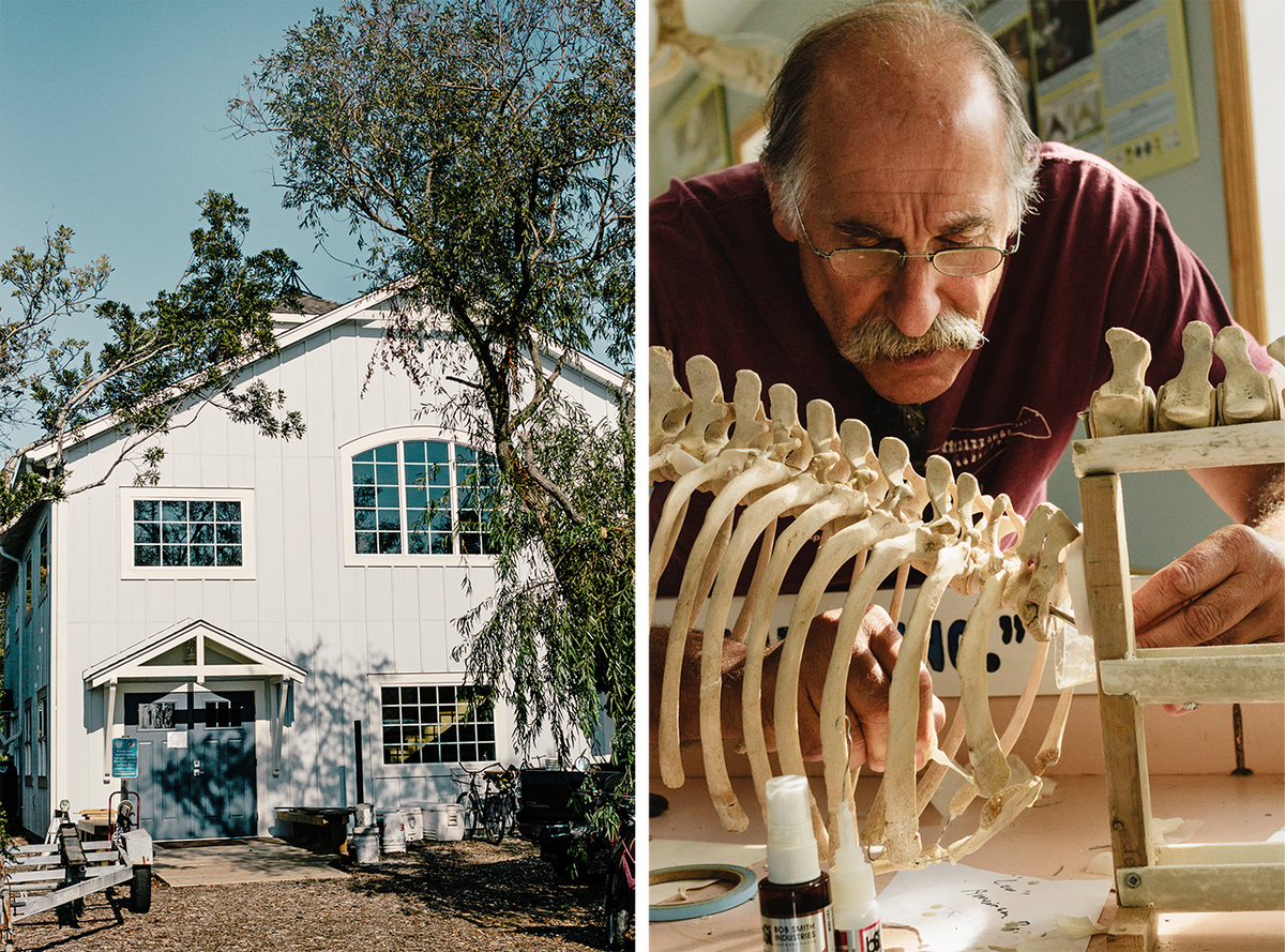 At left, Bonehenge from the outside. At right, Keith Rittmaster works on the skeleton of a baby pygmy sperm whale, using a mixture resins and bone dust. Both calf and mother will be exhibited at Jennette's Pier in Nags Head, NC.