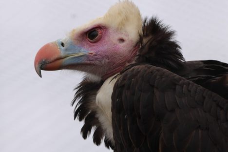 The Critically Endangered White-headed Vulture