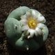 The peyote cactus is cute as a button.