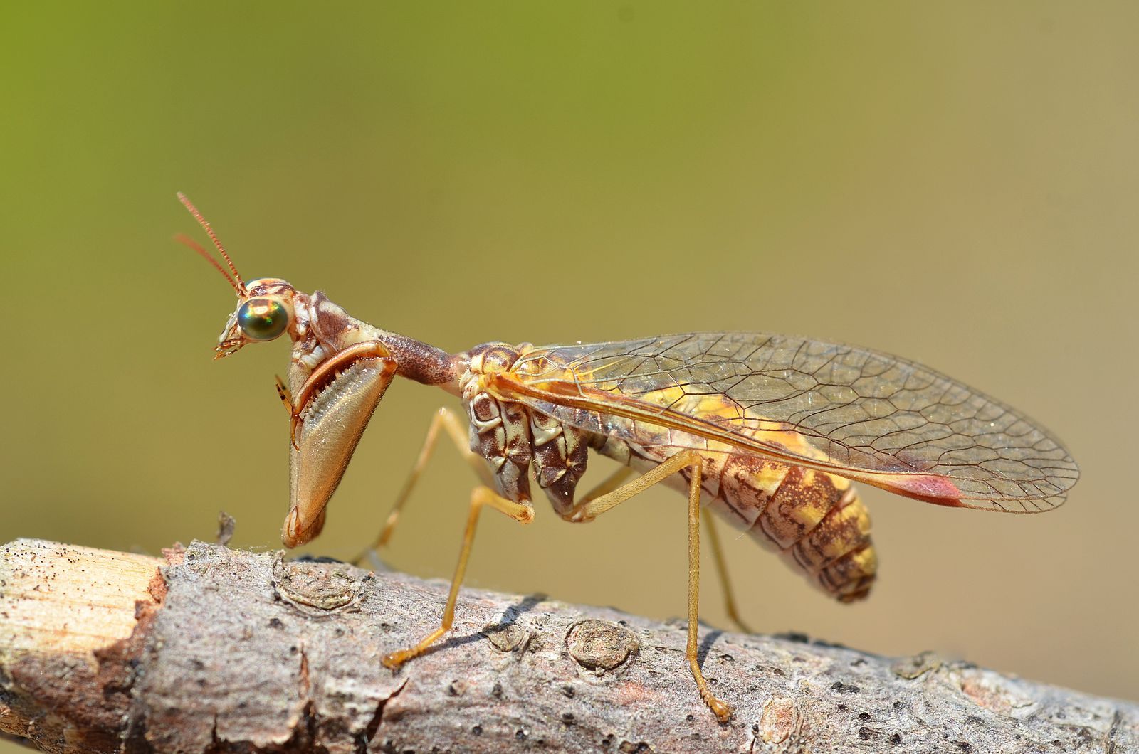 The mantis fly—one of Nate Shipley's favorite bugs—has, he says, "a front half that looks like a praying mantis and a back half that looks like a moth."