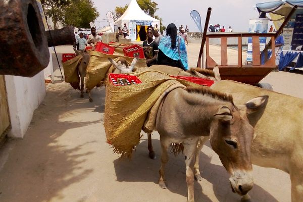People using donkeys to carry loads in Lamu town.